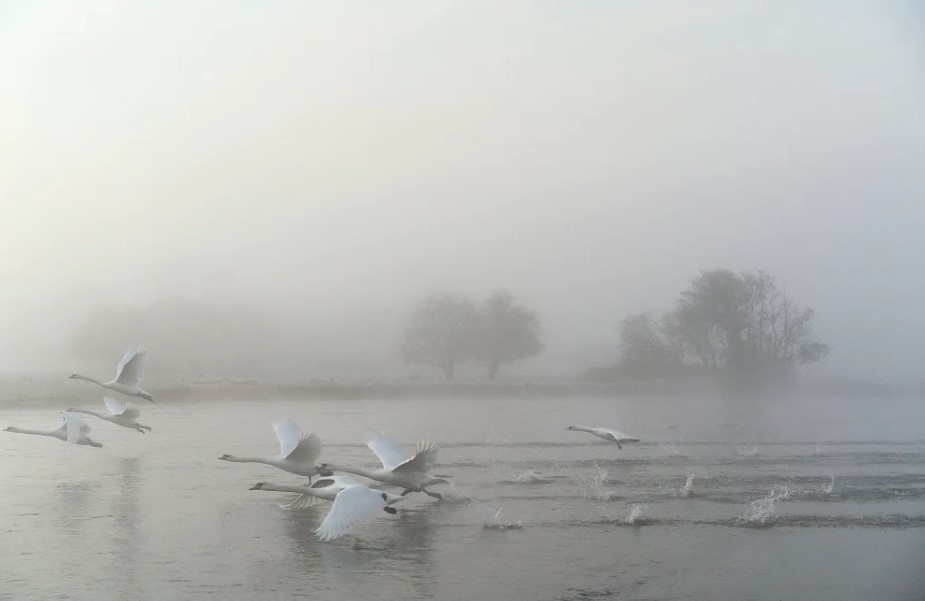 Photograph depicting seven swans taking off in flight from the river.