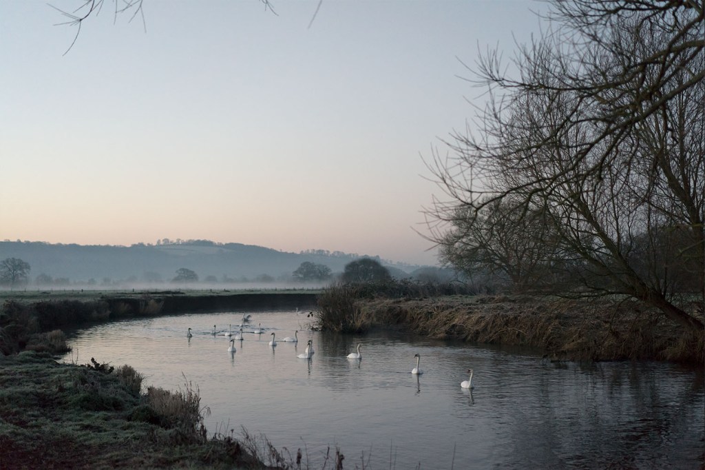 A photograph showing crisp wintry morning in the countryside. A flock of swans are swimming round the bend in the river. Morning mist can be seen rising in the background.