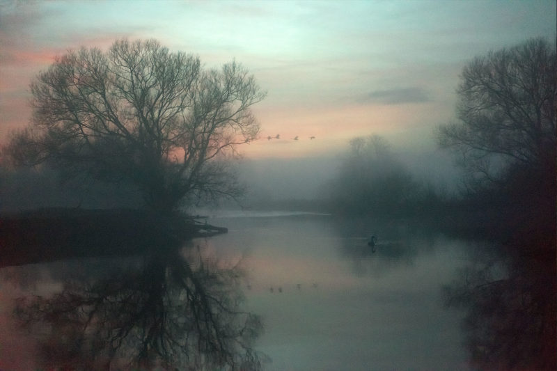 A photograph showing a misty landscape at daybreak. A single swan swims along the river. Trees are reflected in the water.