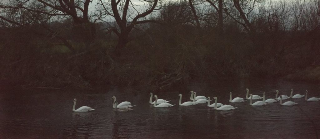 A photograph showing a group of swans swimming in procession down the river. 